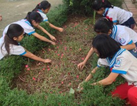 Học sinh chăm sóc bồn hoa